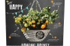 Cherry Yellow tomato hanging basket