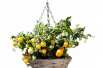 Cherry Yellow tomato hanging basket