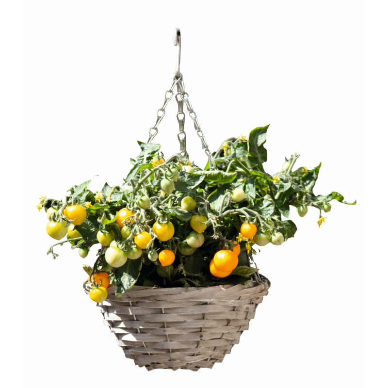 Yellow cherry tomato growing kit, to be sown in a hanging basket.