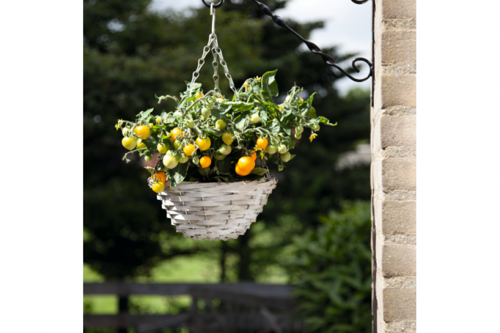 Cherry Yellow tomato hanging basket