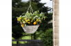 Cherry Yellow tomato hanging basket