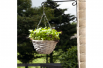 Hanging basket of basil mixed