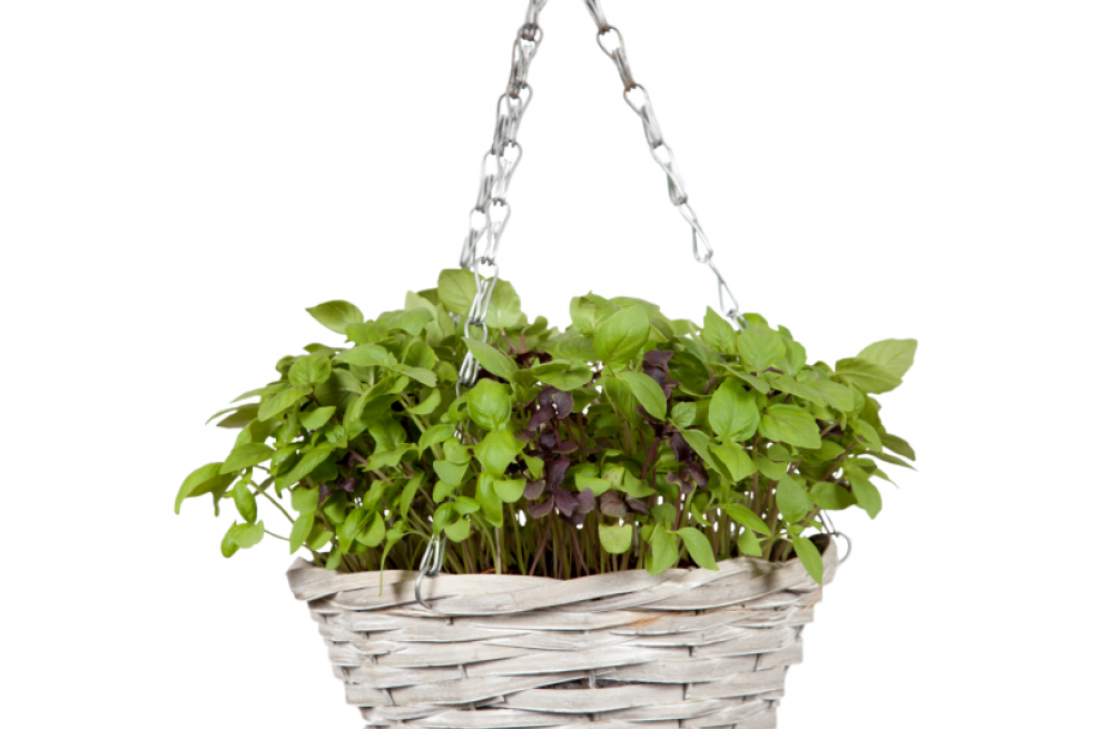 Hanging basket of basil mixed