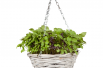 Hanging basket of basil mixed