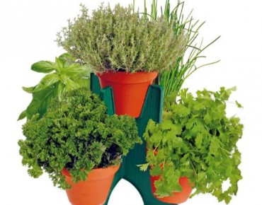 Vijf aromatische planten kweekset