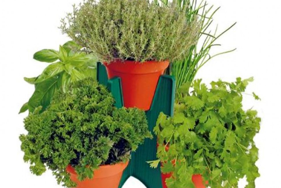 Kit de culture de cinq aromates Kit de culture de cinq aromates