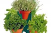 Growing kit of five aromatic plants