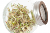 Sprouting glass jar with seeds to sprout