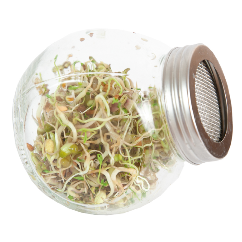 Sprouting glass jar with seeds to sprout