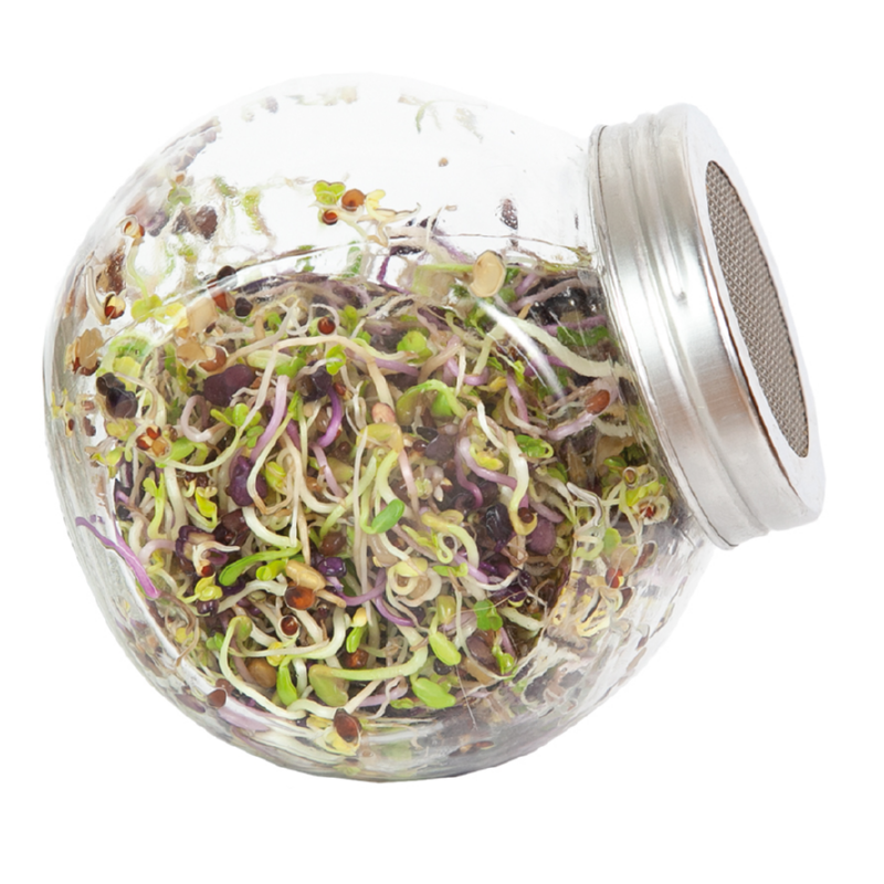 Sprouting glass jar with seeds to sprout
