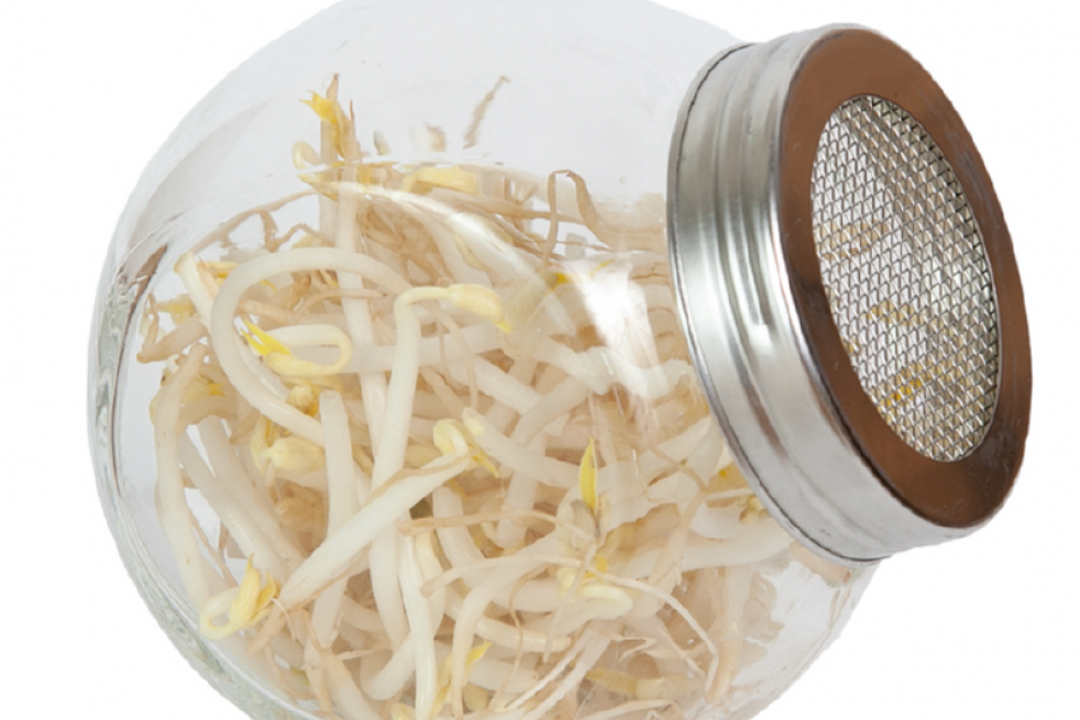 Germoir pot en verre avec semences à germer soja vert