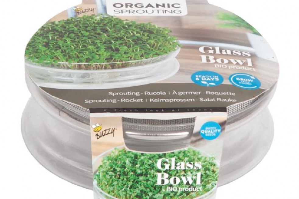 Le Germoir en verre avec semences de roquette à germer