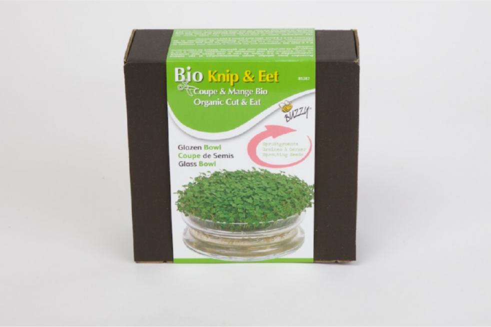Sprouting glass jar with seeds of rucola to sprout