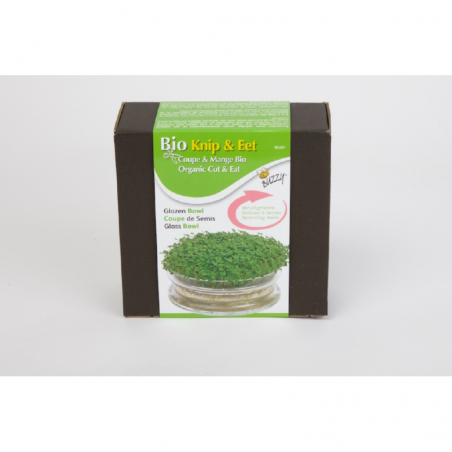 Sprouting glass jar with seeds of rucola to sprout