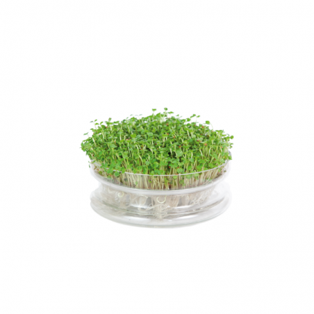 Sprouting glass jar with seeds of rucola to sprout