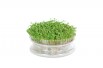 Sprouting glass jar with seeds of rucola to sprout