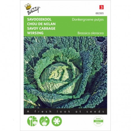 Samen Wirsing Brüssel - Brassica olearacea var. sabauda