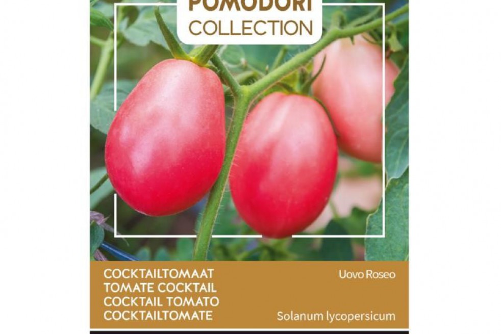 Tomate cocktail Pink Thai Egg Tomate cocktail Pink Thai Egg