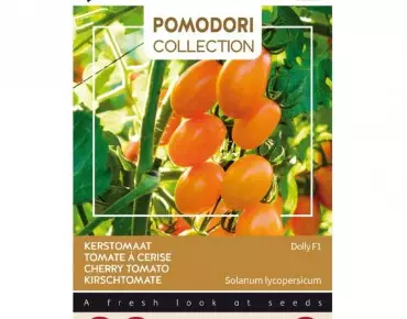 Tomate cerise Dolly
