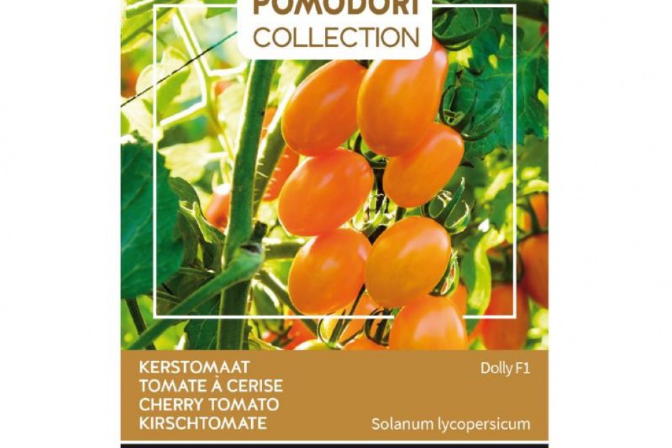 Tomate cerise Dolly