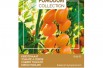 Tomate cerise Dolly Tomate cerise Dolly