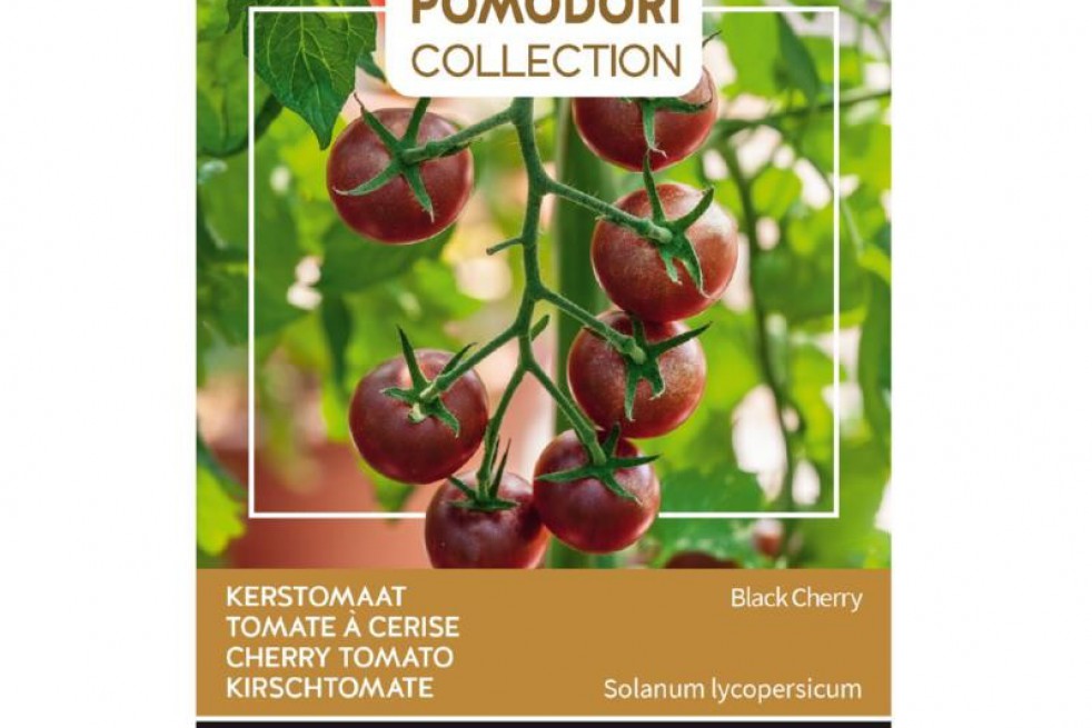 Tomate cerise Black Cherry