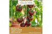 Tomate cerise Black Cherry