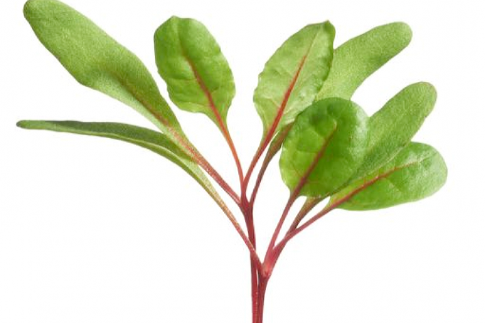 Swiss Chard - Rainbow mixture