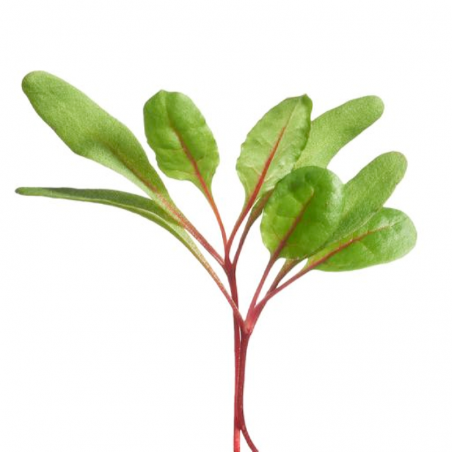 Swiss Chard - Rainbow mixture