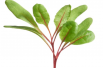 Swiss Chard - Rainbow mixture