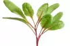 Swiss Chard - Rainbow mixture