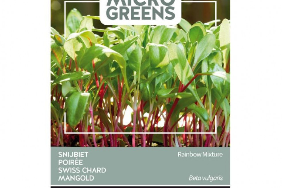 Swiss Chard - Rainbow mixture