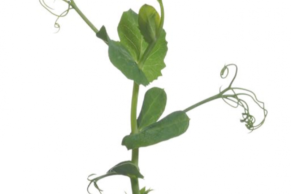 Sprouting Peashoots