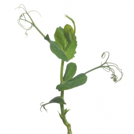 Sprouting Peashoots