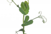 Sprouting Peashoots