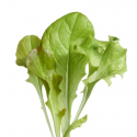 Mixed lettuce