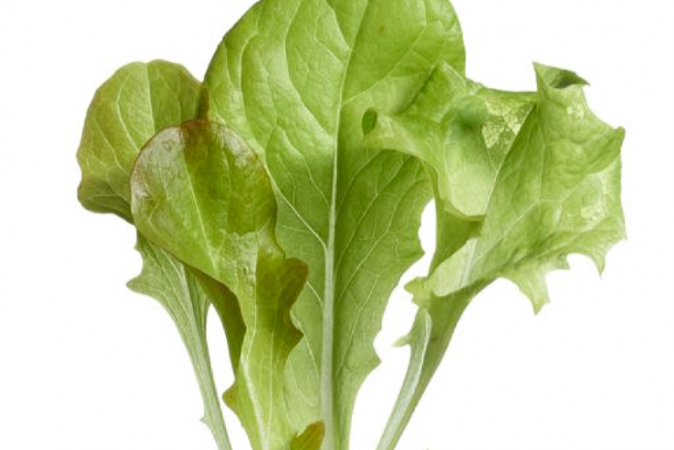 Mixed lettuce