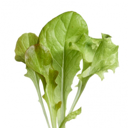 Laitue en mélange