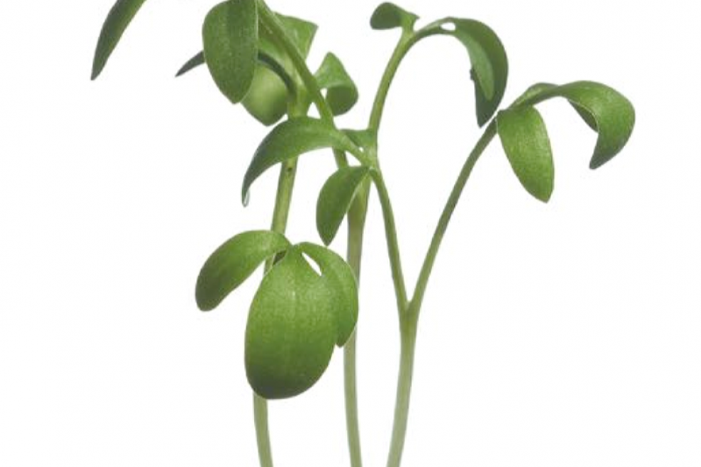 Tuinkers