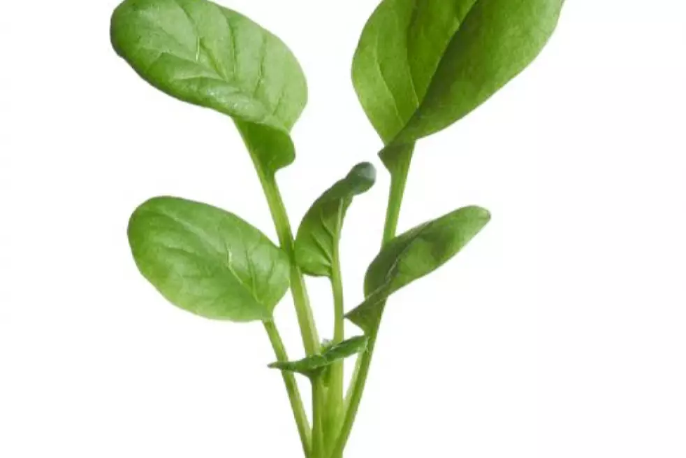 Tatsoi - Japanese Greens