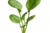 Tatsoi - Japanese Greens
