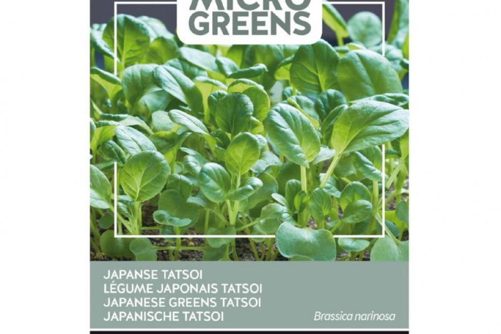 Tatsoi - Japanese Greens Tatsoi - Japanese Greens