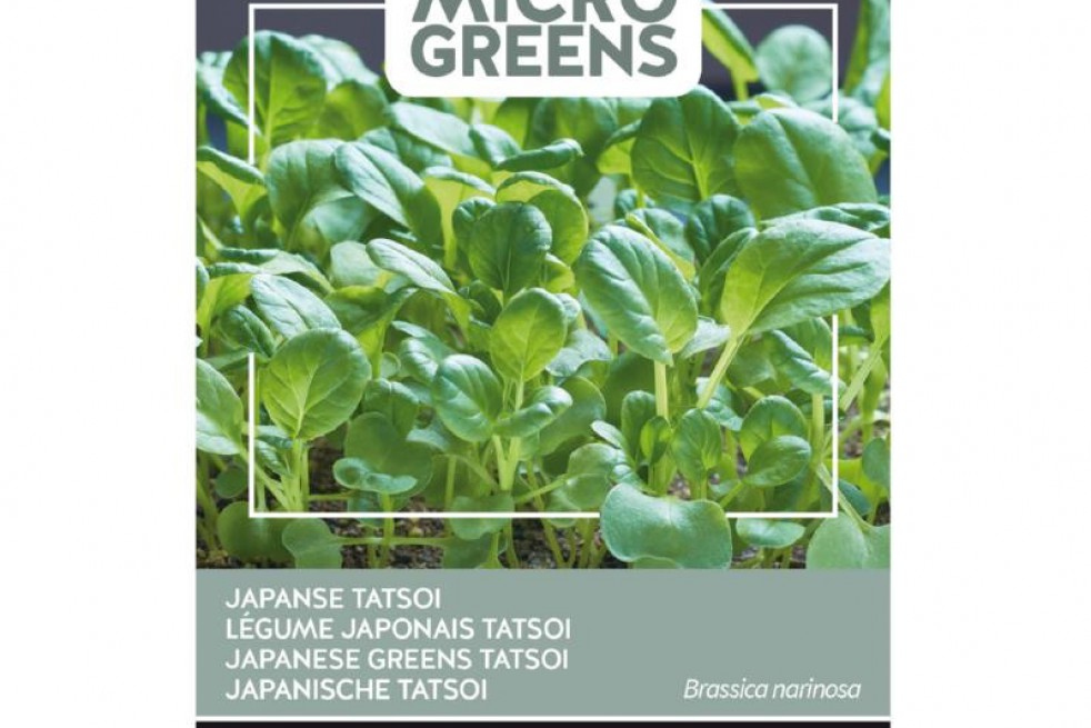 Tatsoi - Japanse groente