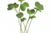 Mizuna Groen