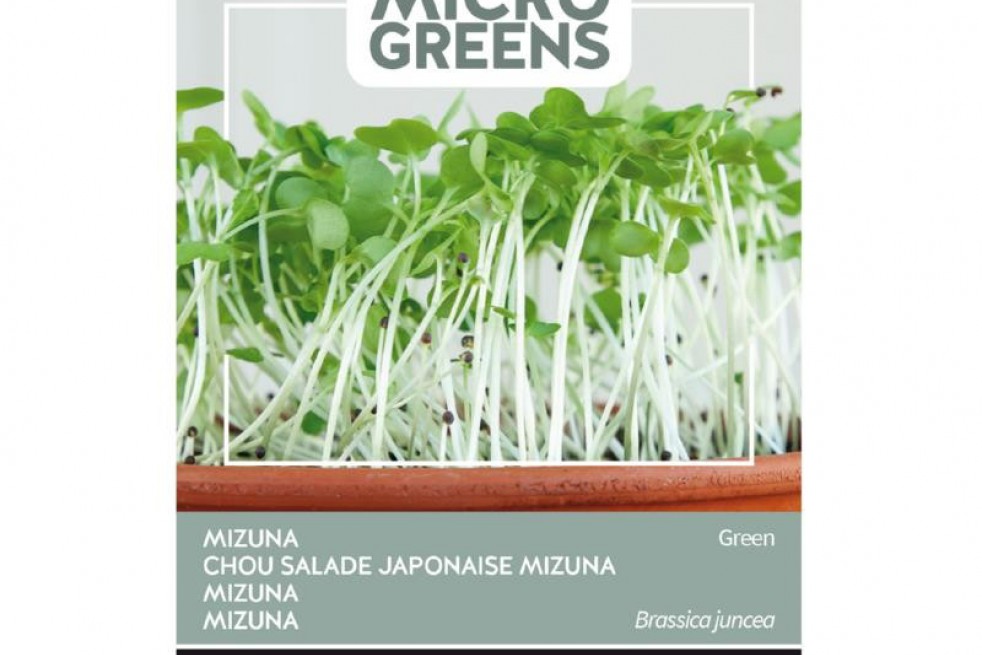 Mizuna à feuille verte