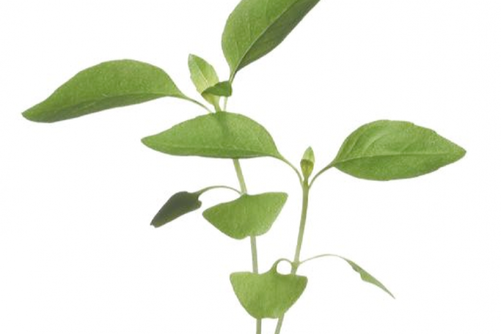 Citroenbasilicum Citroenbasilicum