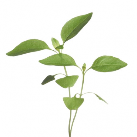 Lemon Basil