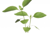 Basilic Citron