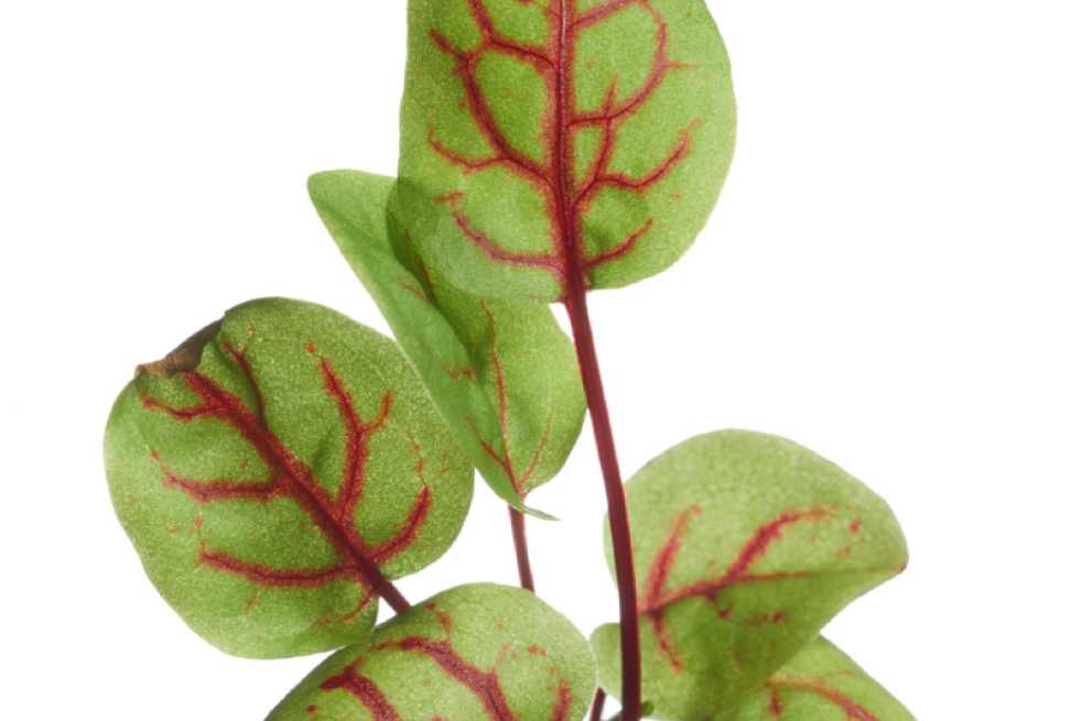 Oseille sanguine