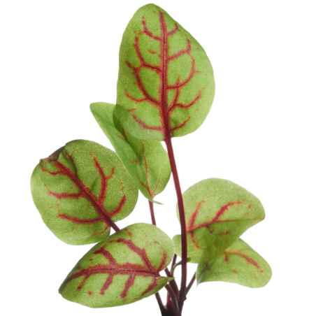 Sorrel Red-Veined